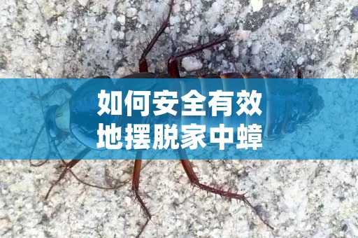 如何安全有效地摆脱家中蟑螂