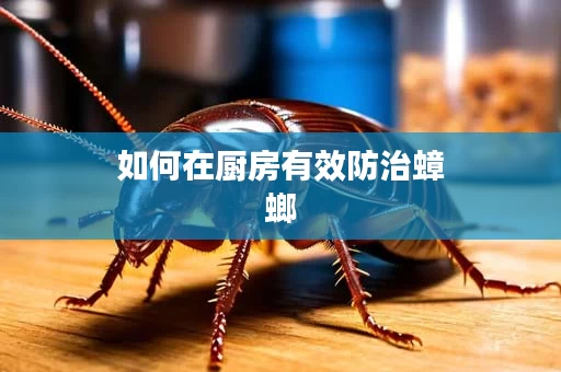 如何在厨房有效防治蟑螂