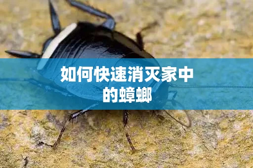 如何快速消灭家中的蟑螂