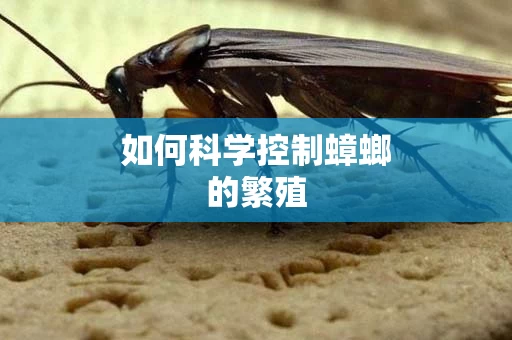 如何科学控制蟑螂的繁殖
