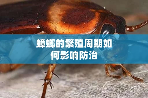 蟑螂的繁殖周期如何影响防治