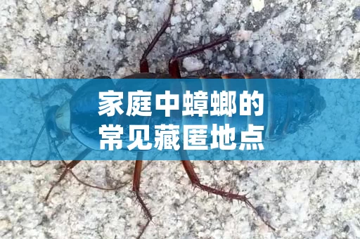 家庭中蟑螂的常见藏匿地点