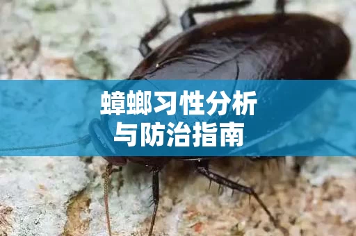 蟑螂习性分析与防治指南