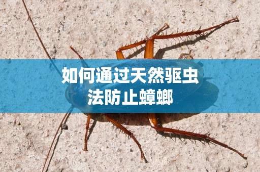 如何通过天然驱虫法防止蟑螂