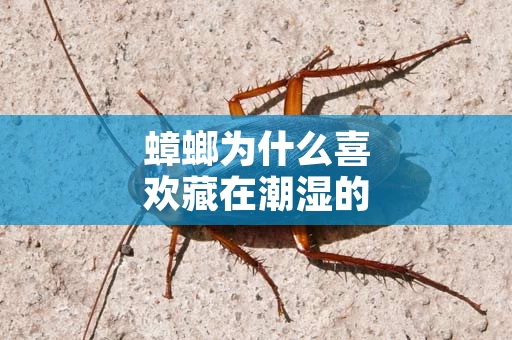 蟑螂为什么喜欢藏在潮湿的地方