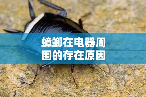 蟑螂在电器周围的存在原因