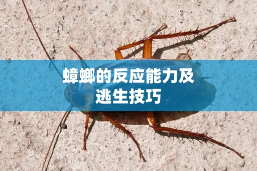 蟑螂的反应能力及逃生技巧