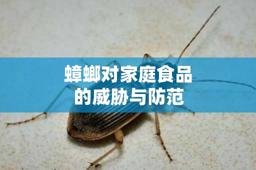 蟑螂对家庭食品的威胁与防范