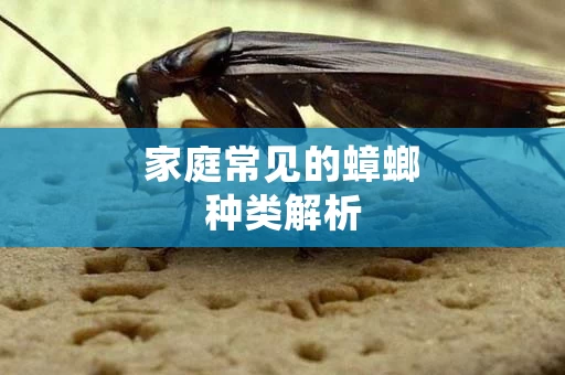 家庭常见的蟑螂种类解析