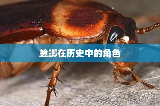 蟑螂在历史中的角色