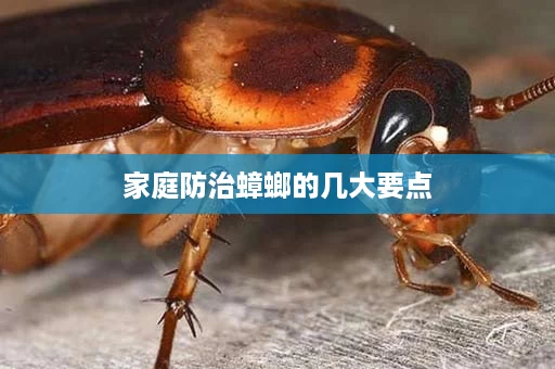 家庭防治蟑螂的几大要点