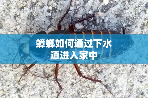 蟑螂如何通过下水道进入家中
