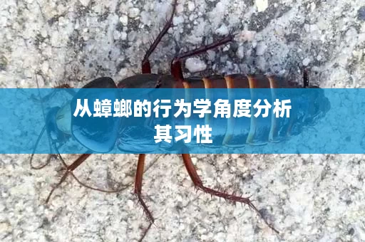 从蟑螂的行为学角度分析其习性