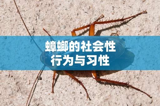 蟑螂的社会性行为与习性