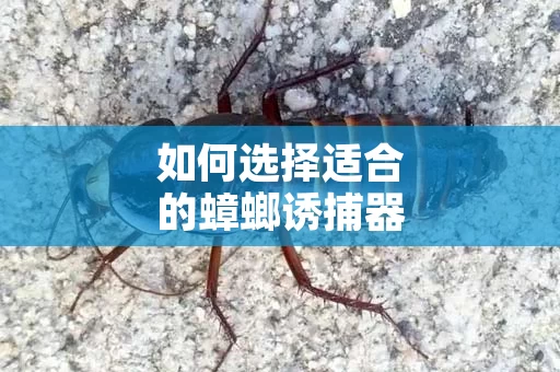 如何选择适合的蟑螂诱捕器