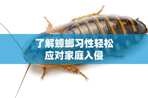了解蟑螂习性轻松应对家庭入侵