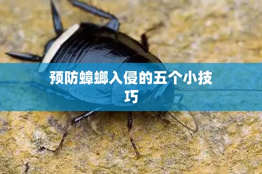 预防蟑螂入侵的五个小技巧