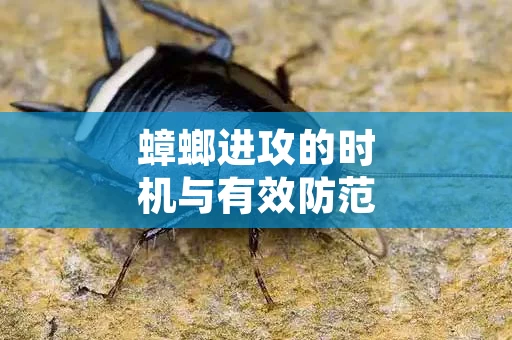 蟑螂进攻的时机与有效防范