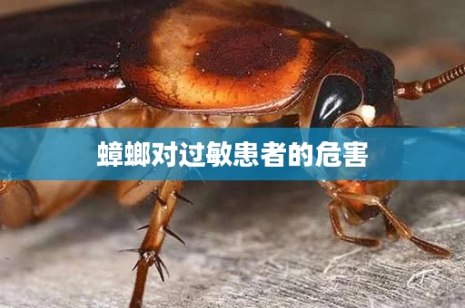 蟑螂对过敏患者的危害