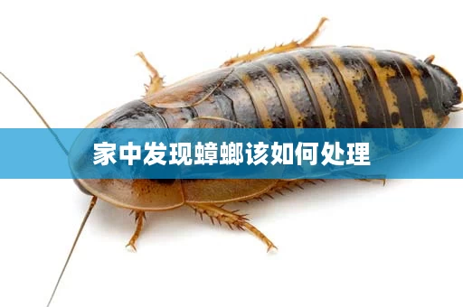 家中发现蟑螂该如何处理