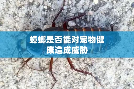 蟑螂是否能对宠物健康造成威胁