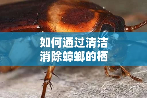 如何通过清洁消除蟑螂的栖息地