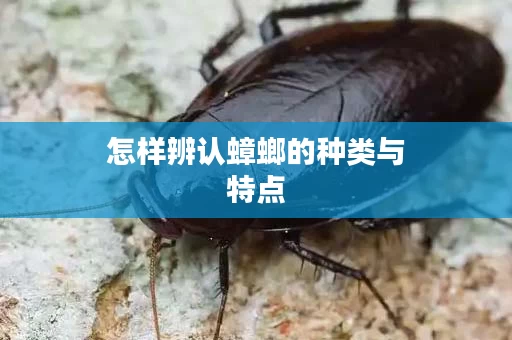 怎样辨认蟑螂的种类与特点