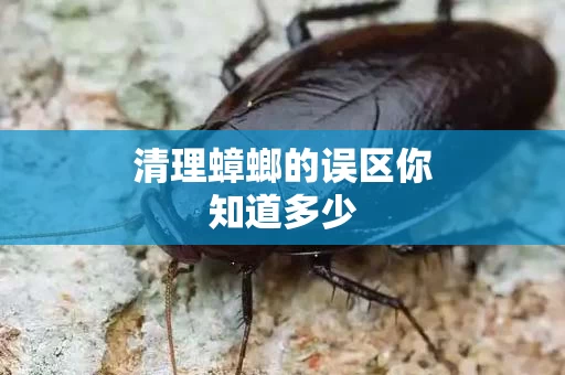 清理蟑螂的误区你知道多少