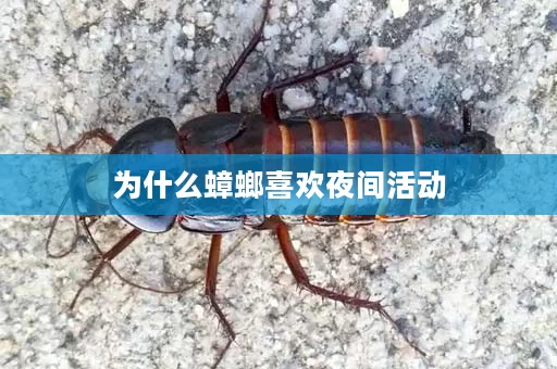 为什么蟑螂喜欢夜间活动