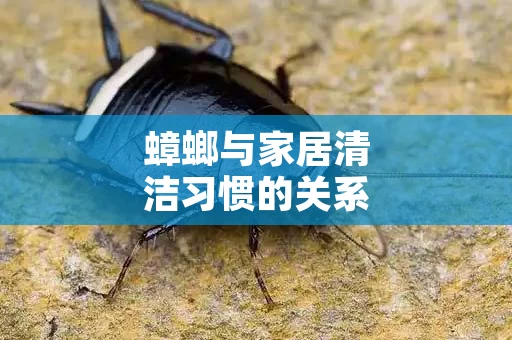 蟑螂与家居清洁习惯的关系