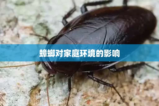 蟑螂对家庭环境的影响