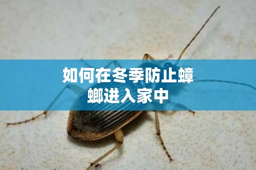 如何在冬季防止蟑螂进入家中