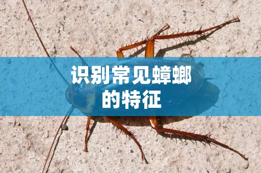 识别常见蟑螂的特征