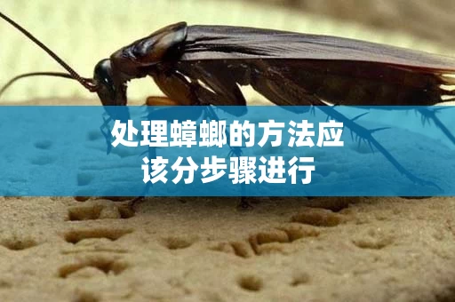 处理蟑螂的方法应该分步骤进行