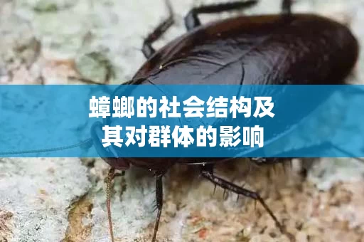蟑螂的社会结构及其对群体的影响