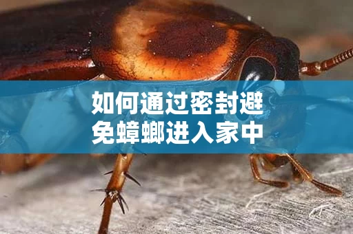 如何通过密封避免蟑螂进入家中