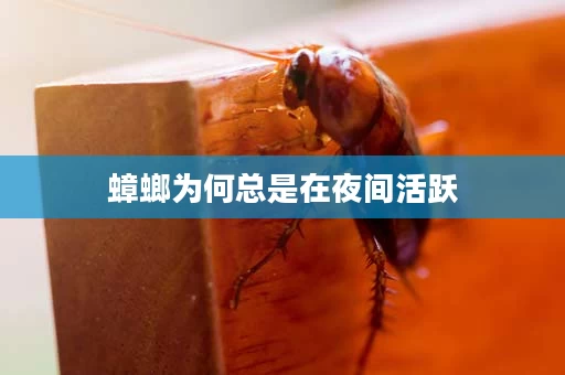 蟑螂为何总是在夜间活跃