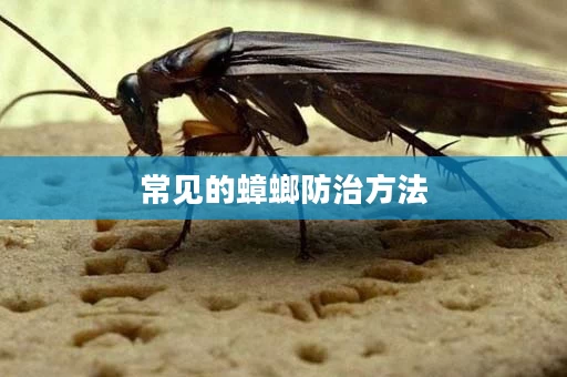 常见的蟑螂防治方法