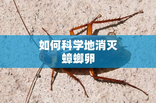 如何科学地消灭蟑螂卵