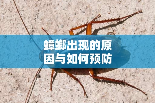 蟑螂出现的原因与如何预防
