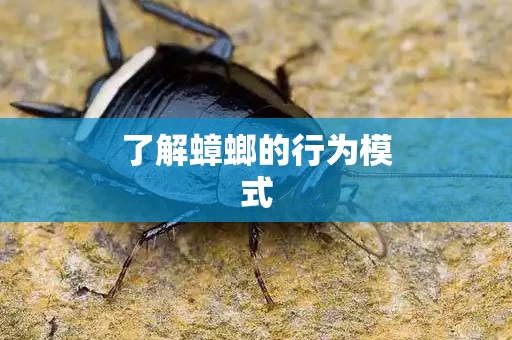 了解蟑螂的行为模式