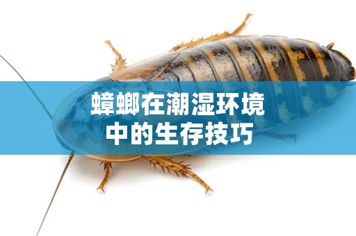 蟑螂在潮湿环境中的生存技巧