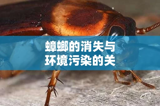 蟑螂的消失与环境污染的关联