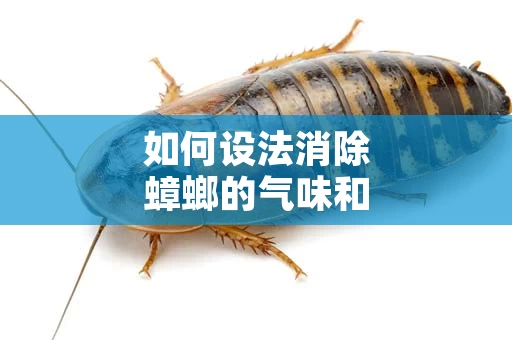 如何设法消除蟑螂的气味和痕迹