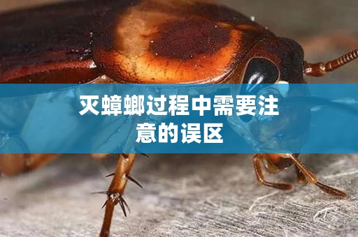 灭蟑螂过程中需要注意的误区