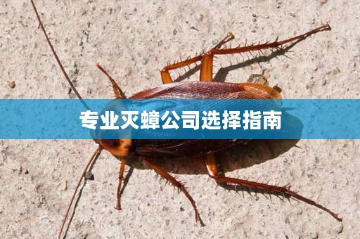 专业灭蟑公司选择指南