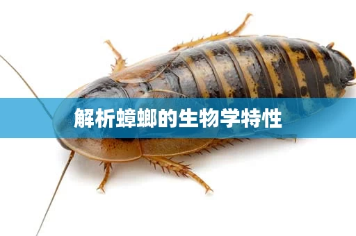 解析蟑螂的生物学特性