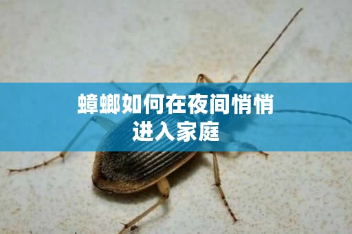 蟑螂如何在夜间悄悄进入家庭