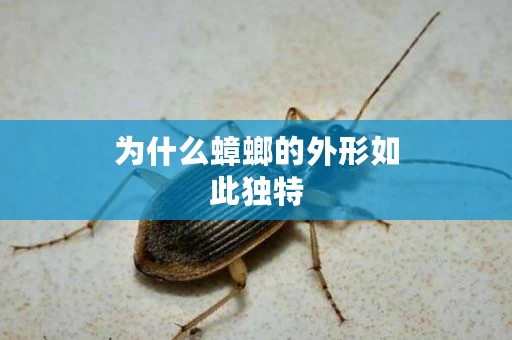 为什么蟑螂的外形如此独特
