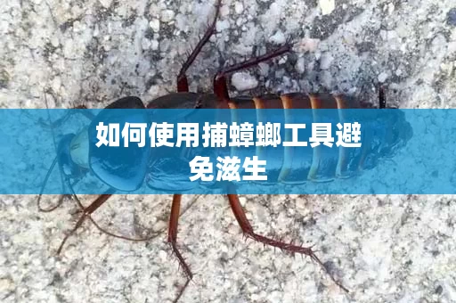 如何使用捕蟑螂工具避免滋生